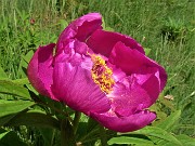 41  Peonia officinalis (Peonia selvatica) in piena fioritura